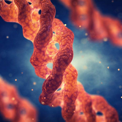 膠原蛋白/衍生品