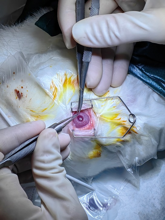 博創(chuàng  )生物人工角膜（E-COL）研發(fā)取得階段性重要成果